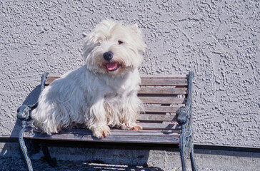 West Highland White Terrier sitting small bench in front of stucco wall
