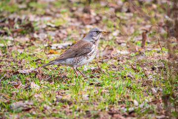 Fieldfare, Turdus pilaris, on a sprng lawn.