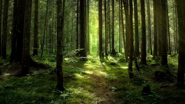 Faint morning light illuminating mossy mountain forest