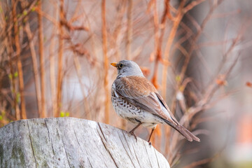 Fieldbird sits on a branch in spring with a blurred background.
