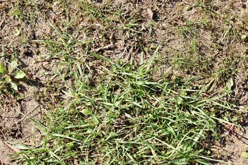 A close view of the green grass of the lawn.