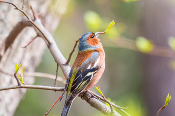 Common chaffinch, Fringilla coelebs, sits on a tree. Common chaffinch in wildlife.