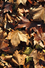 Background of Dry Autumn Leaves