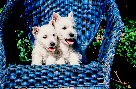 West Highland White Terrier Puppies On Blue Wicker Chair