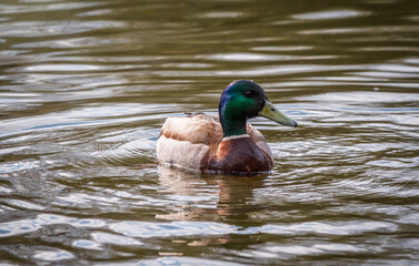 Duck swims in the pond.