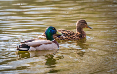 A couple of mallard ducks swims in the river