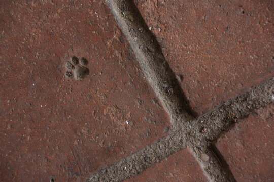 empreinte de chat dans lea brique
