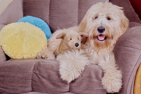 Goldendoodle dog laying on couch with stuffed animal dog