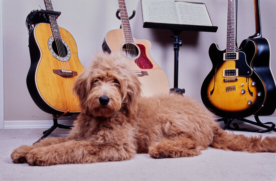 Goldendoodle dog laying on ground in front of guitars