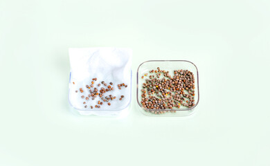 Germinating and soaking radish seeds in a napkin