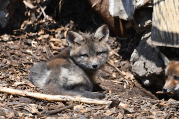 Baby silver fox cub looks laying outside the opening to its den under an abandoned shed