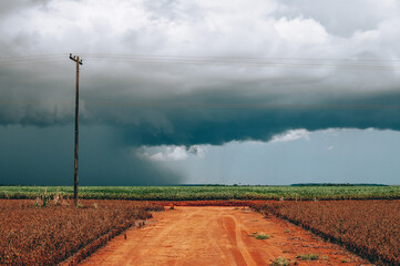 dirt road in a soybean plantation with a clouded sky