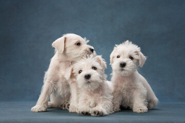 three puppies white schnauzer on a blue background. Cute dog portrait