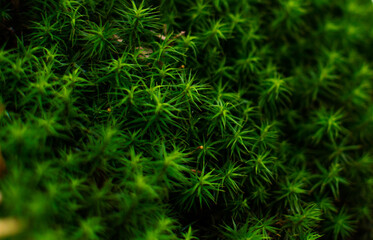 Zielona leśna roślina z igłami wśród drzew