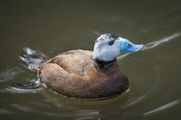 White Headed Duck threatened species