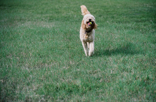 Goldendoodle running through field with tennis ball in mouth