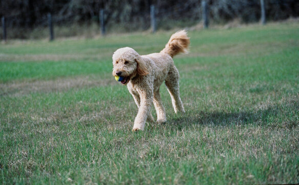 Goldendoodle running through field with tennis ball in mouth