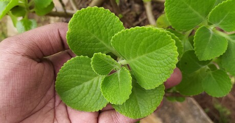 Hand touching fresh organic green thick leaves of medicinal herb Cuban oregano also known as ajwain...