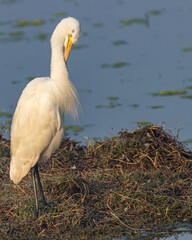 Great Egret cleaning its feathers