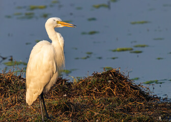 A Egret resting near a lake