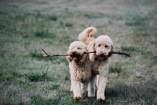 Two goldendoodles playing with large stick in field