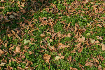 Naklejka na ściany i meble Autumn leaves on a green lawn. 
