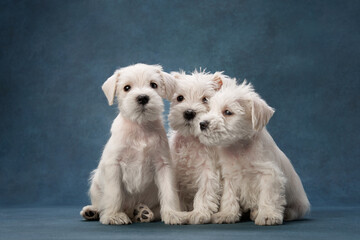 three puppies white schnauzer on a blue background. Cute dog portrait