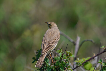 Tawny Pipit (Anthus campestris) perched on a tree branch