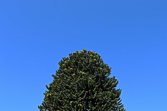 Chilenische Schmucktanne oder Andentanne (Araucaria araucana)