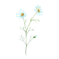 Watercolor Chamomile isolated on a white background.