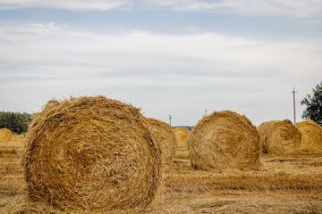 Rolls of golden straw in the field. Bales of straw in a field in summer