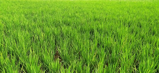 Beautiful scenic countryside view of a rural village thick rice plant farm field filled with young green rice plants. Horizontal closeup macro side view.