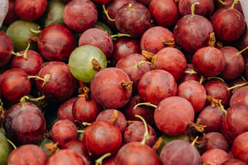 Green and red juicy gooseberries close up. Fresh gooseberries as background. Gooseberry harvest.
