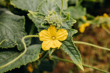 Ripening cucumbers in the garden. Cucumbers bloom with yellow flowers. 