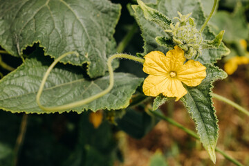 Ripening cucumbers in the garden. Cucumbers bloom with yellow flowers. 