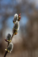 Fluffy willow branch on a sunny spring day macro photography. Tree branch with fluffy buds close-up photo in springtime.