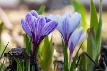Fotobehang Krokus Two blooming purple crocus flower in early spring macro photography. Pair wildflower with striped lilac and white petals close-up photo in a spring day. Violet flowering plant spring background.  © Anton