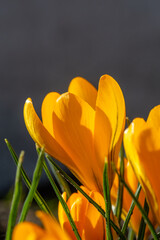 Blooming yellow crocus flower in early spring macro photography. Wildflower bright orange petals close-up photo in a springtime. Young flowering plant spring background.	