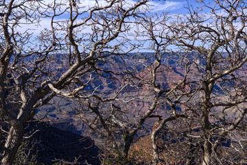 Grand Canyon - Rim Trail View