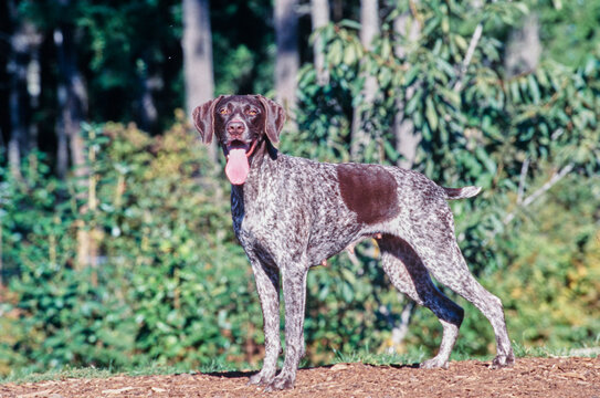 German Short Haired Pointer standing outside near trees with tongue hanging out