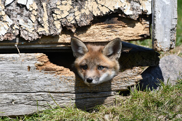 Baby red fox cub looks outside its den under an abandoned shed - obrazy, fototapety, plakaty