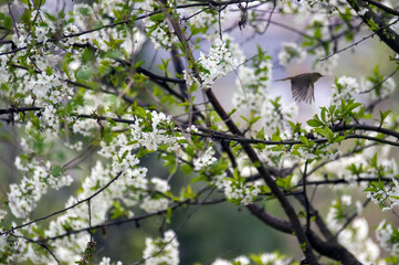 Ptak w locie na tle kwitnącego drzewa owocowego © Monika