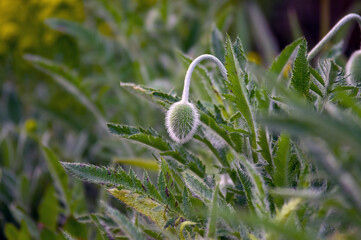 Zielony kwiat mak w pąku