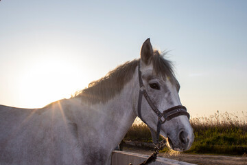 Close-up of a horse against the backdrop of nature outside the city in Italy. Thoroughbred stallion...