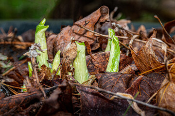 Our Hosta plants finally breakthrough the soil this warm spring morning.  Plant in the garden growing in Windsor in Upstate NY.