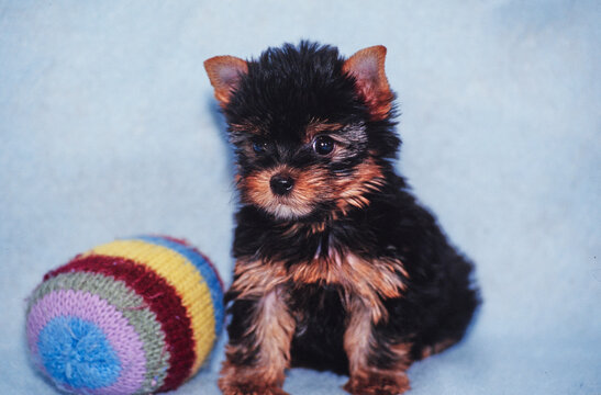 Yorkie with stuffed hacky sack