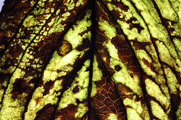 Hoja de la planta hortensia color verde con tonos  marròn con nervaduras en triàngulos, con luz de superficie forma un bello diseño abstracto natural para fondos