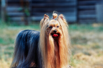 Long hair Yorkie with bow in hair