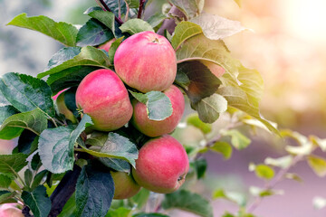 Ripe red apples in the garden on a tree. Apple harvest