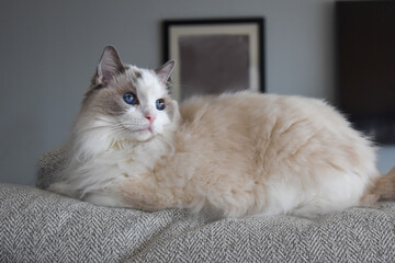 White Ragdoll Cat with Blue Eyes on Back of Sofa in Living Room Looking into Distance